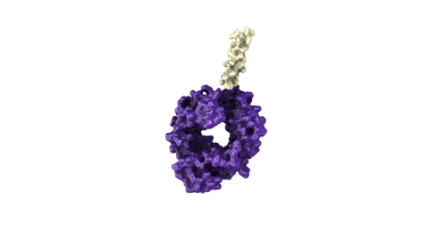 Cuerpos peptídicos Amgen 