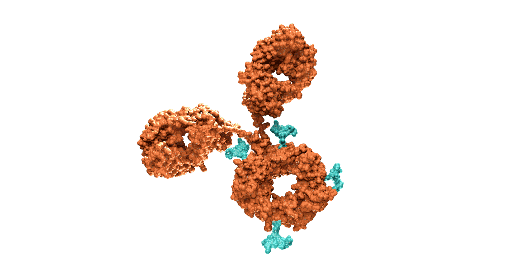 Cuerpos peptídicos Amgen 