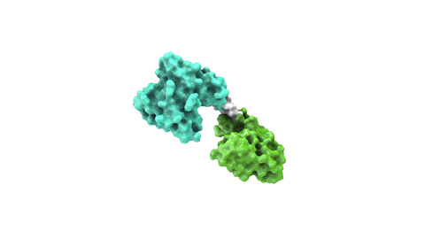 Tecnología BITE Amgen 