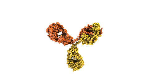 Anticuerpos Bi-específicos Amgen 