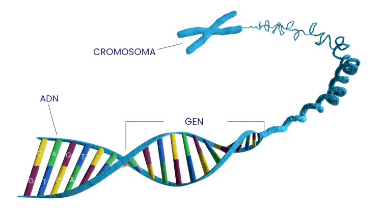 DNA-Gene-Chromosome-4-WHITE_spanish
